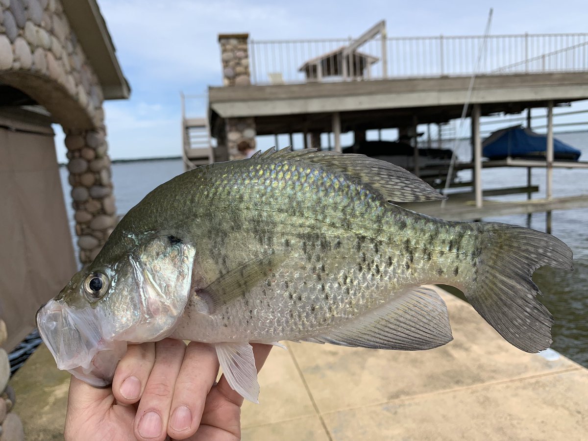 DonaldJBoyles's tweet photo. #ACGames19 + #Fishing equals an amazing couple of Days. #BlackBass ✔️ #Sandbass ✔️ #Crappie ✔️ #Catfish ✔️ #Bluegill ✔️ Now time to get to work on 1,000s of #BaseballImages & #BaseballVideos from Dallas Baptist. https://t.co/xE7ssCRXfh