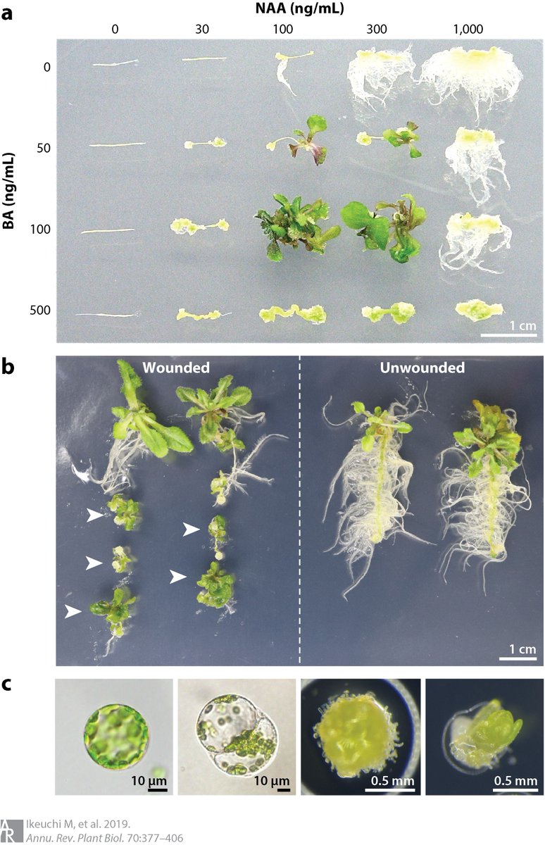 plantae_org's tweet photo. Molecular Mechanisms of Plant Regeneration (Ikeuchi et al., 2019) $: https://t.co/EKvPh85WfO @AnnualReviews #plantsci 

Many reprogramming regulators are epigenetically silenced during normal development but are activated by wound stress and/or hormonal cues. https://t.co/2WbNK56xNr