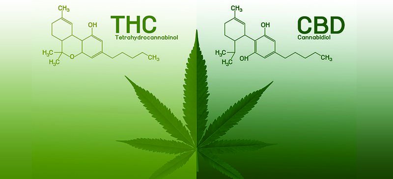 Although THC and CBD both come from the Cannabis Sativa plant, CBD is extracted from industrial hemp, specifically grown to have a very low THC content, meaning you can reap all the health benefits, without any "high" #cbdbenefits #medicalmarijuana #cbdhelps #cbd #cbdlife #pain