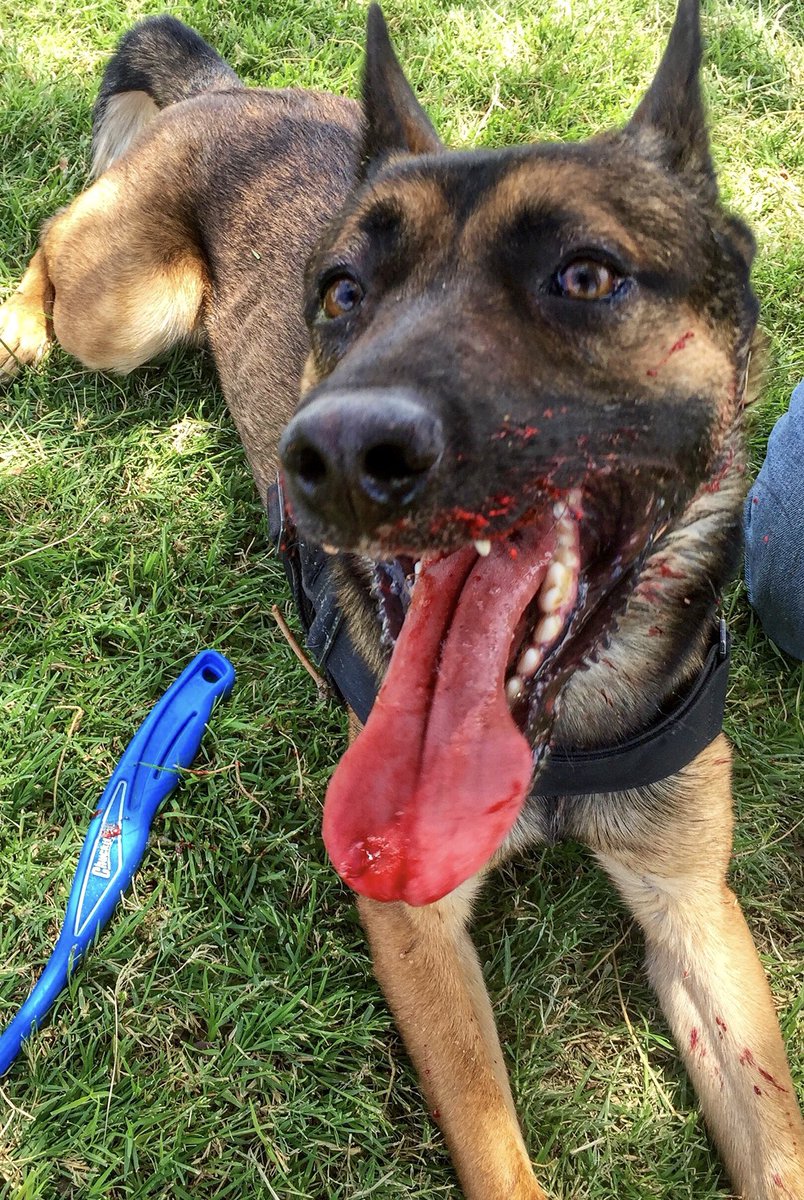 MRitland's tweet photo. Has your dog ever gotten a cut or scrape? If you own a dog, you know they can get into anything &amp; everything!
As a dog owner, you should know basic K9 first aid &amp; K9 CPR. That is why for a VERY limited time I’m making each class only $5. 
https://t.co/0x3sHZUuND
Promo code SUMMER https://t.co/Teb3CIURMW