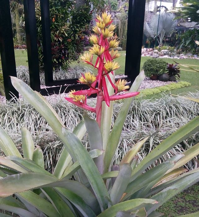 BotanikusVe's tweet photo. Aechmea aquilega. Es una Bromelia Venezolana. #aechmeas #bromeliáceas https://t.co/GJcwTl39jX