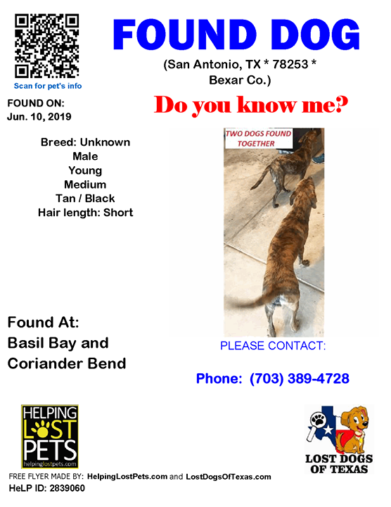 LostDogTX's tweet photo. Facebook link https://t.co/ROxxPloZRv #Bexar #LDOT FOUND DOG Unknown 06-10-2019 https://t.co/YTqDk2JWvB Bexar Co., San Antonio (Basil Bay &amp; Coriander Bend), TX 78253. Unknown/ Male *** Unknown *** Tan / Black/ Young/ Medium/ Hair Length is Short/They are brindle 
.

CONTACT Ph… https://t.co/4lqdgtTdaY