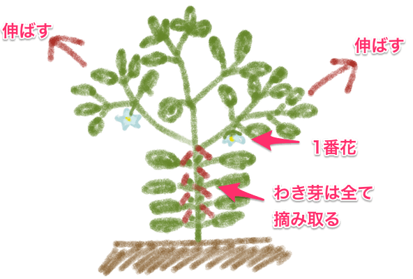 うさ 8 14 プランター ジャンボししとう も 台風対策で支柱をしておきました 遅くから蒔いたので花が咲いたばかりでまだ実はつけてないですが 枝が折れてしまってはいけないので 支柱しなきゃです ジャンボししとうは種からでも結構 上手く育って
