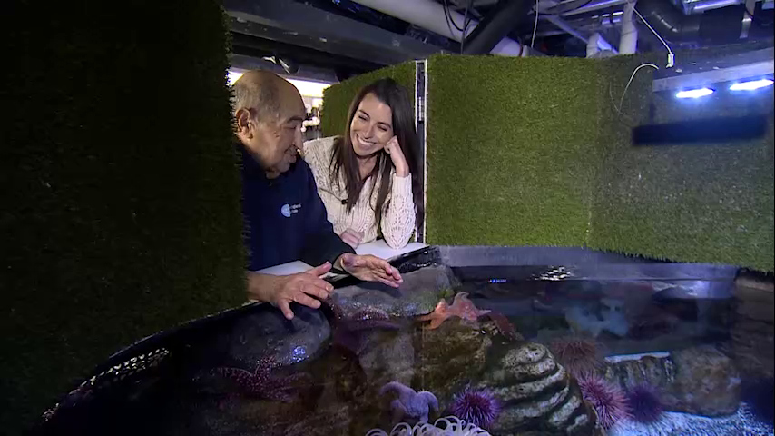 Chronicle5's tweet photo. The hazards for him at work @NEAQ - the eight arms and the 108 suckers on each of his colleagues "I play with Octopus, what can I tell you?" @NEstaphan #wackywork @anthonyeverett @shaynaseymour 7:30 #wcvb https://t.co/9OdKSBXrCe