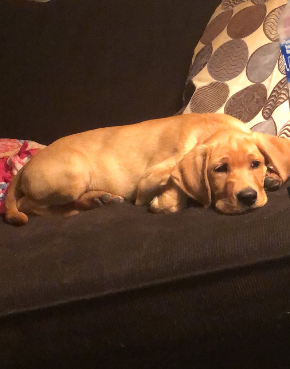 KalebBaublitz's tweet photo. If your week is off to a slow start, this picture might help! #RubyGrace https://t.co/cwPgh9KQhk