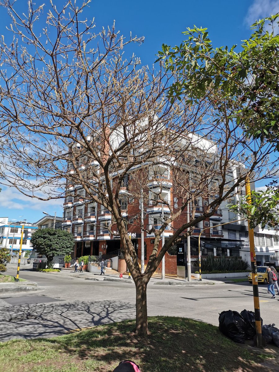 jupaneira's tweet photo. Hola @JBotanicoBogota A estos árboles (especie Sangregado), ubicados en la carrera 40 con calle 24 se los están comiendo unos gusanitos. Acabaron con este y ya saltaron a los árboles vecinos https://t.co/MaiyuZUA2b