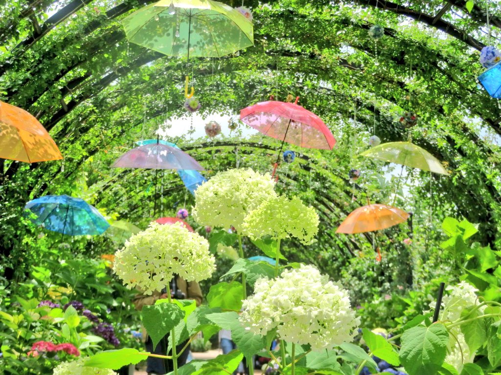 Twitter पर Chika 昨日は娘と横浜イングリッシュガーデンに行って来ました 今度はばらの季節に行ってみたいな 横浜駅から無料バスがあります Tvk住宅展示場のところ 紫陽花ソーダもきれいでした 横浜イングリッシュガーデン 紫陽花 あじさい T