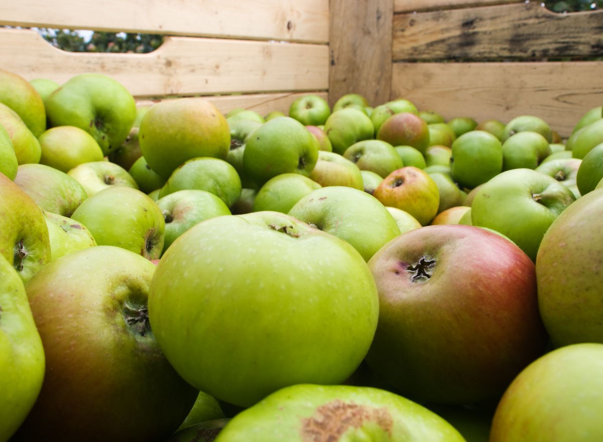 woodpackglobal's tweet photo. Celebrate National Fresh Fruit &amp; Vegetables month this June! Pallets feed the world! @NWPCA members are committed to providing well‐designed wooden pallets for their customers to move food products easily &amp; safely throughout the supply chain. https://t.co/Z4dR99arZW #packaging https://t.co/VrU3OppksN