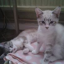 juby30's tweet image. #Win #Winner #FlexClean #Competition #RugDoctorUK #CarpetCleaning Cleaning up after a partner and two little kittens litter going everywhere  🏖️☀️🌸#WOW #win ❤ #WIN 🌟 Happily liking, retweeting and following. Thank you for the chance! 🌟🌟xxXX This would be amazing xx