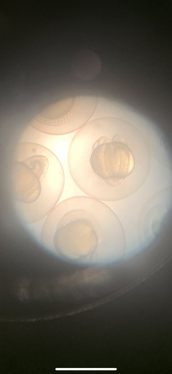 MsLPena's tweet photo. @BioEYES genetics lesson going amazing for the girls @apscskywla ๐โฅ๏ธ@kitesforkids #APSpowerUp https://t.co/lPV3Vz0BiQ