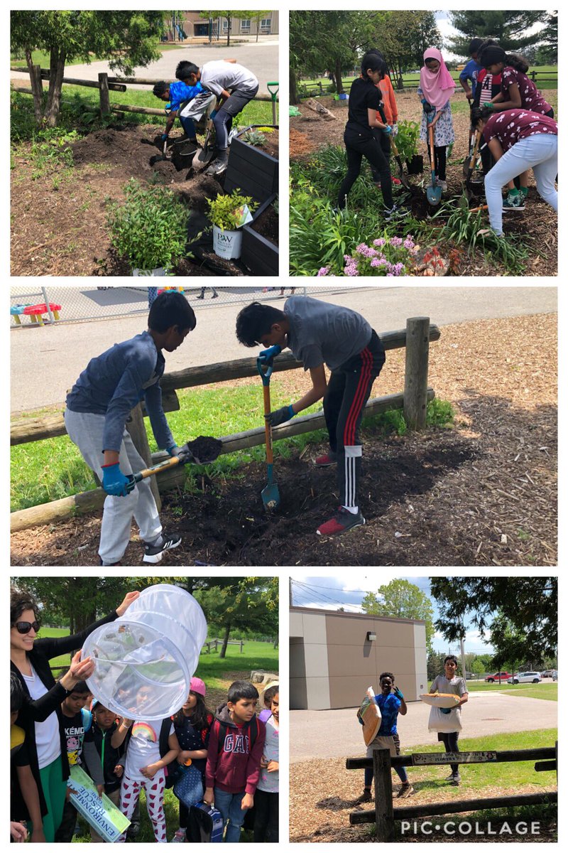 woburndonaldson's tweet photo. Another delivery of perennials for the garden! Thanks @SheridNurseries. Lots of digging and planting still to happen. Plus a bonus butterfly release today into our new gardens! @paonessaspeeps @WoburnJunior @TDSBKPeters @RonFelsen #TDSBCCEL19 #MakeItGlowSoItCanGrow https://t.co/zZeTHb3N7y