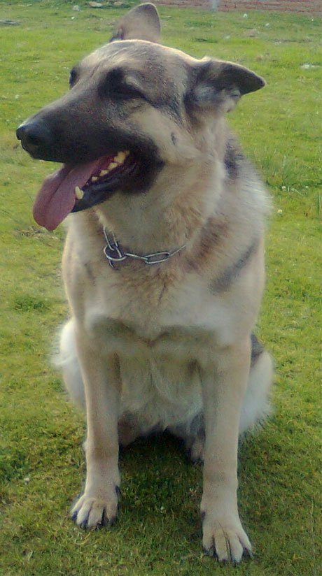 dboyeks's tweet image. キャンディ