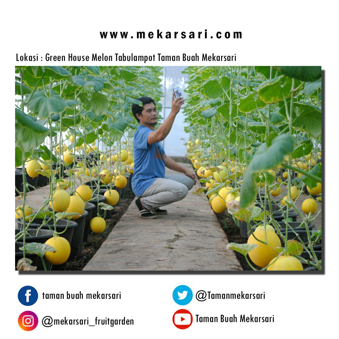 Taman Buah Mekarsari At Tamanmekarsari Twitter