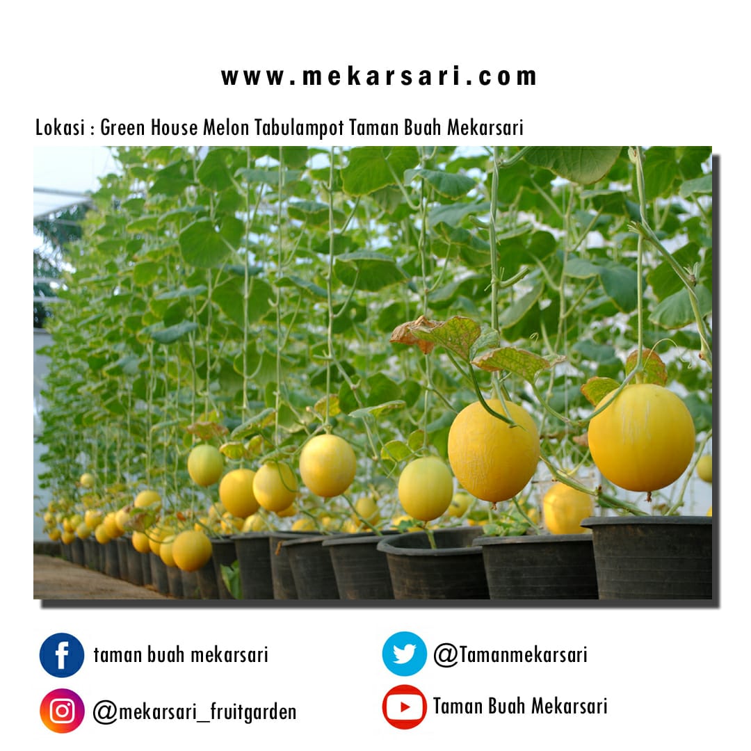 Taman Buah Mekarsari On Twitter Breaking News Mulai Hari