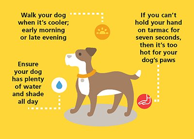 Hot weather WALKING TIPS for your dog