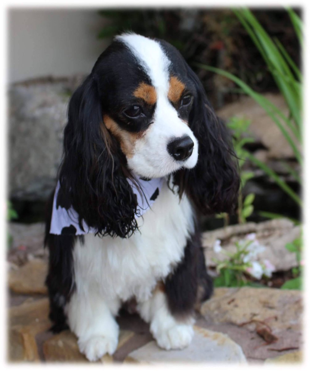 AMSHVets's tweet image. Look who came in for his grooming appointment today! Duke is so handsome! 💕

#AMSH #amshvets #brokenarrowoklahoma # tulsaoklahoma #beautiful #dogsofinstagram #cute #puppy #stunning #duke