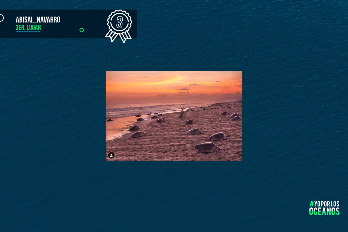 ¡Gracias a todos los que participaron en #YoPorLosOcéanos! Les compartimos la lista de las fotografías ganadoras. En breve nos pondremos en contacto con cada ganador(a). Gracias a los más de 100 participantes. Sigamos haciendo eco de la necesidad de voltear a nuestros océanos.