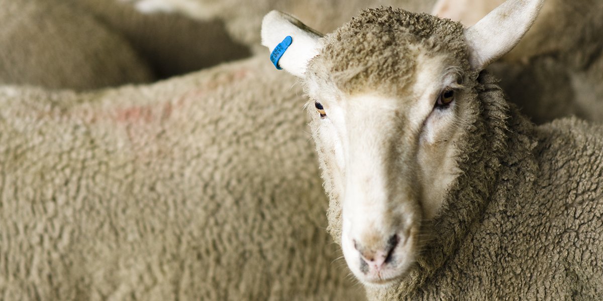SA_PIRSA's tweet photo. We are proud to be presenting on our #OneBiosecurity on-farm biosecurity management program today at the #BioSym2019! @AHA_au @ISCAustralia https://t.co/62V2P8K6jc