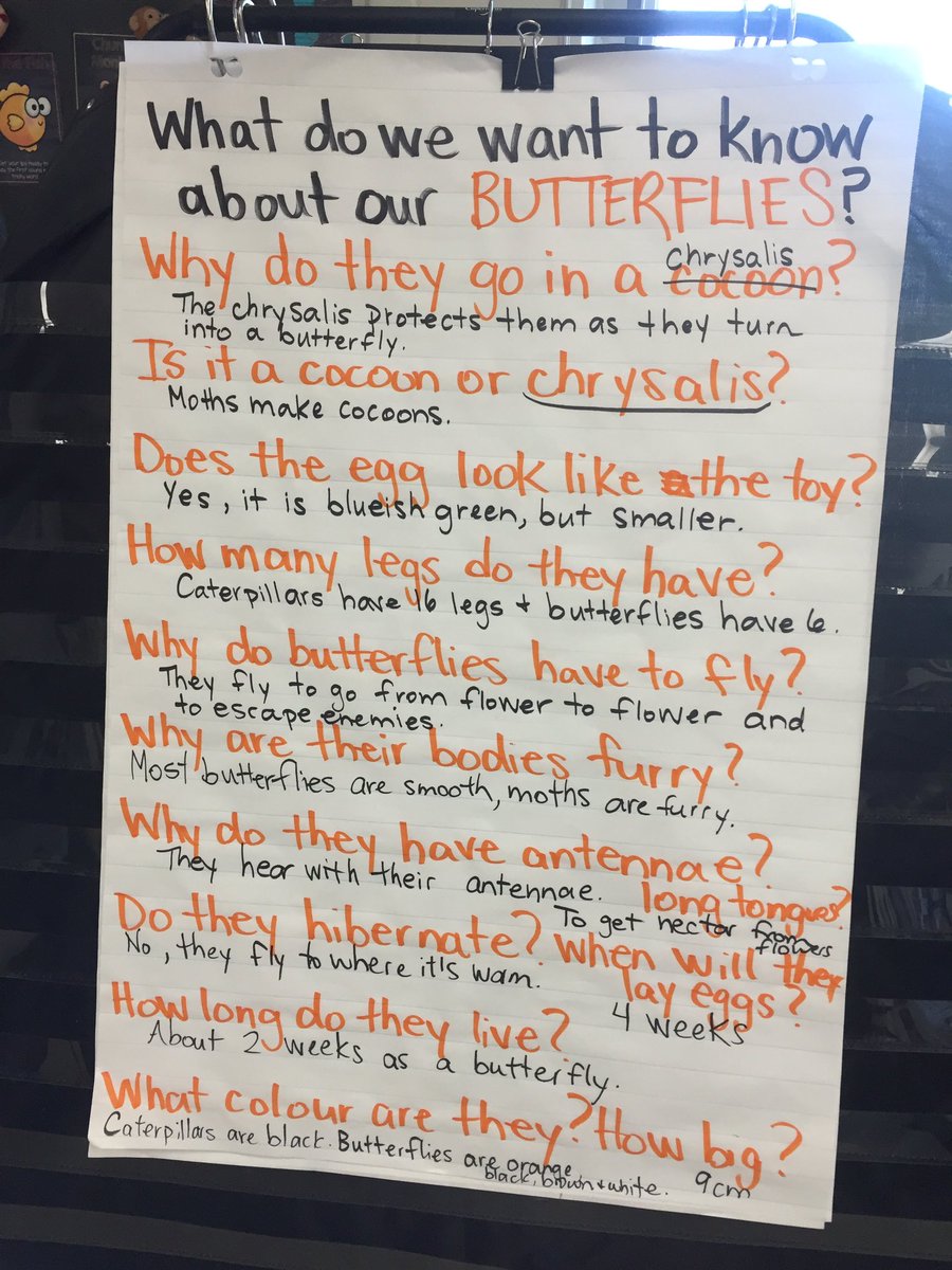 mrsrossgrade1's tweet photo. 1R has spent the last month learning all about living and nonliving things, including watching our caterpillars grow and change into chrysalises. We can’t watch to see them transform into beautiful butterflies! @BlumenortHSD @HSDlearns @scholarschoice #HSDLearns #bengalslearn https://t.co/8aV7nEfA7E