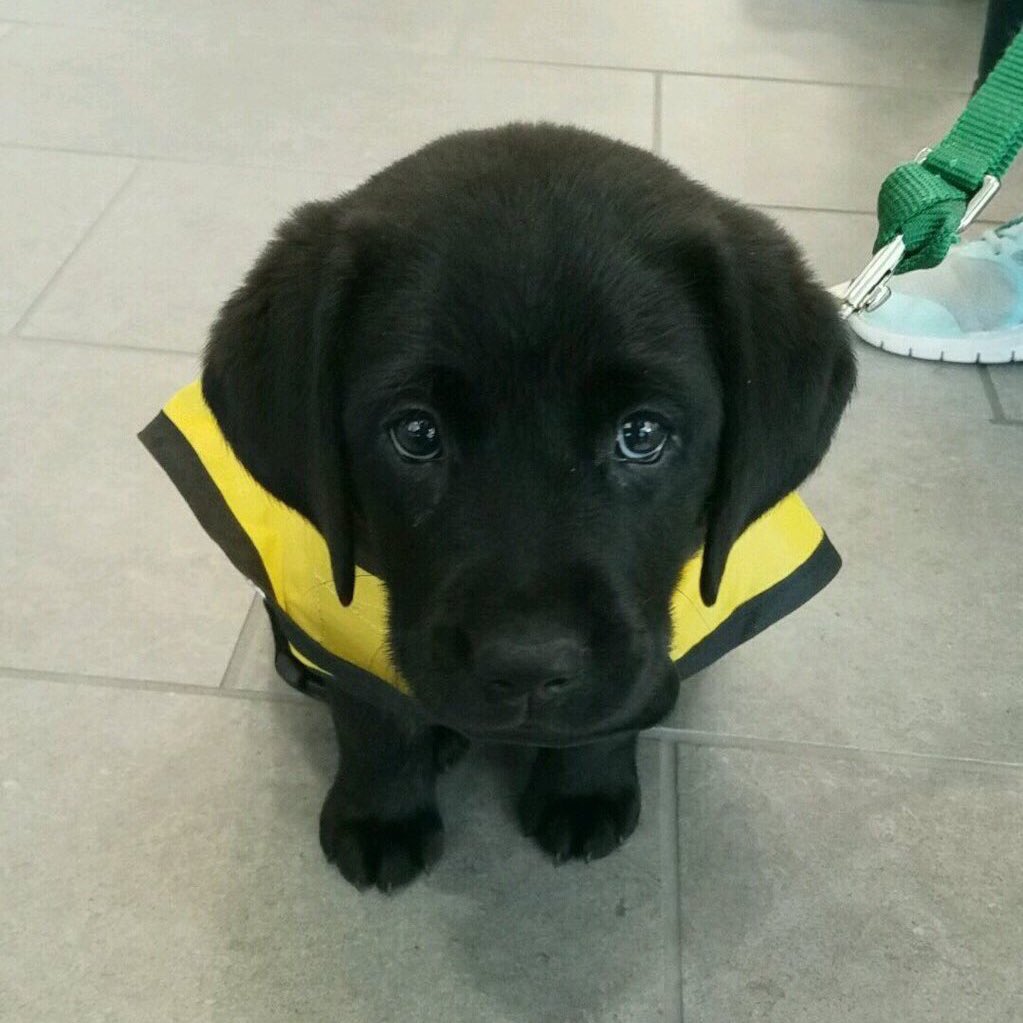 This is Astrid. She had a very long day at work training to be a guide dog and was wondering if maybe you could hold her for a bit. 13/10