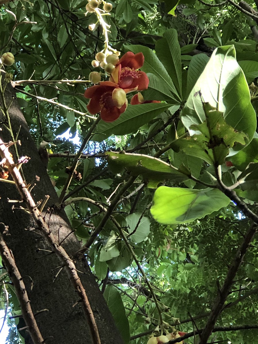 vrundavs's tweet photo. A monk asked Zhazaou...
Whatβs the living meaning of zen!
He replied..cypress tree in the yard!
For me....it is any tree...
Found this tree & her lovely flowers...
#morningwalk
#parkscenes
#wednesdaymorning https://t.co/4MgzkB2QZF