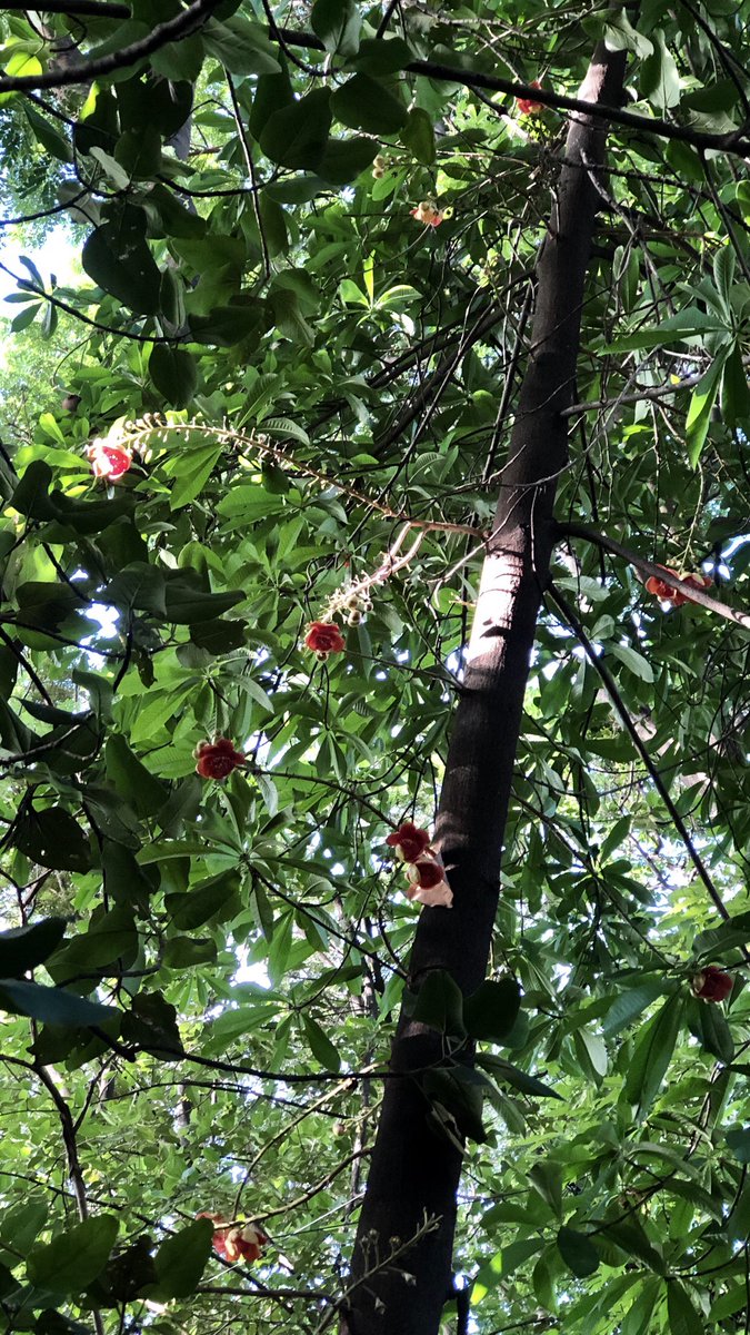 vrundavs's tweet photo. A monk asked Zhazaou...
Whatβs the living meaning of zen!
He replied..cypress tree in the yard!
For me....it is any tree...
Found this tree & her lovely flowers...
#morningwalk
#parkscenes
#wednesdaymorning https://t.co/4MgzkB2QZF
