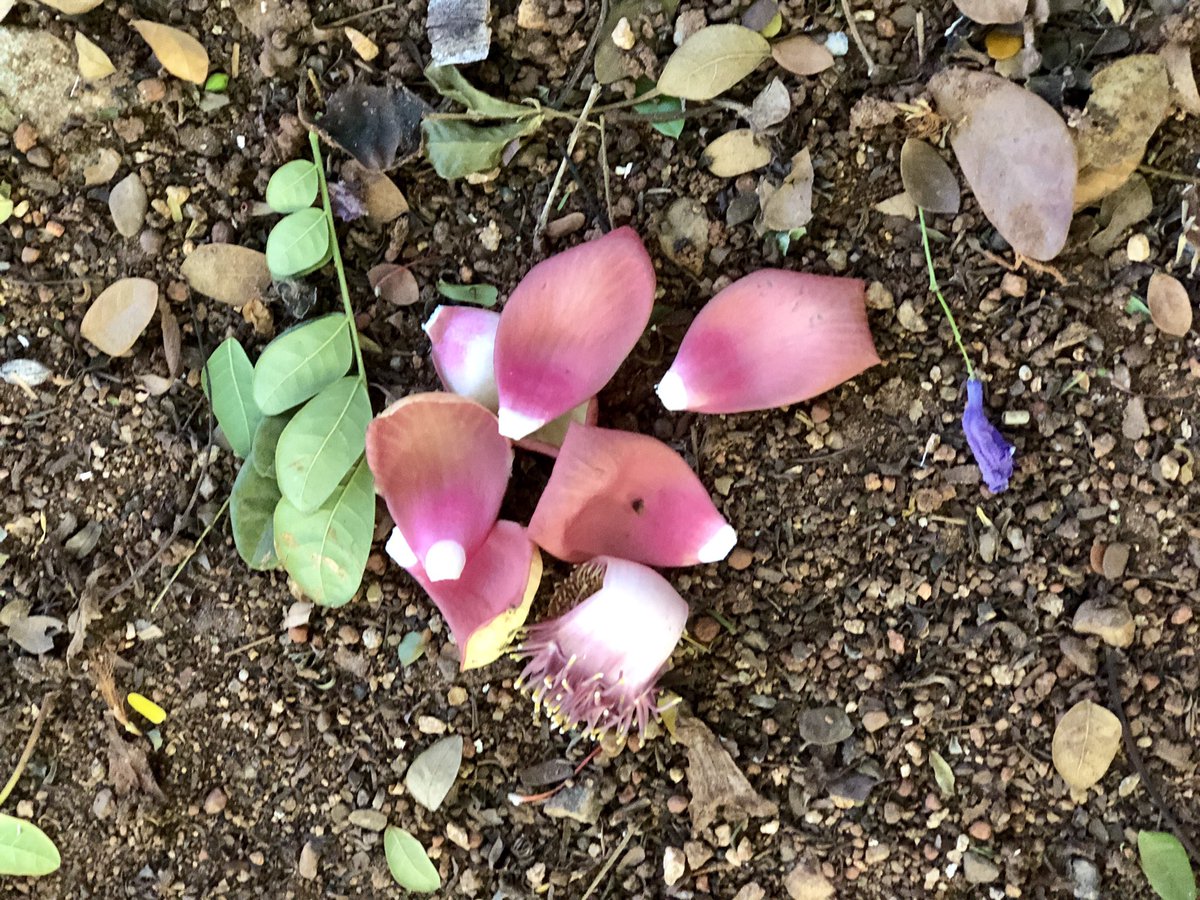 vrundavs's tweet photo. A monk asked Zhazaou...
Whatβs the living meaning of zen!
He replied..cypress tree in the yard!
For me....it is any tree...
Found this tree & her lovely flowers...
#morningwalk
#parkscenes
#wednesdaymorning https://t.co/4MgzkB2QZF