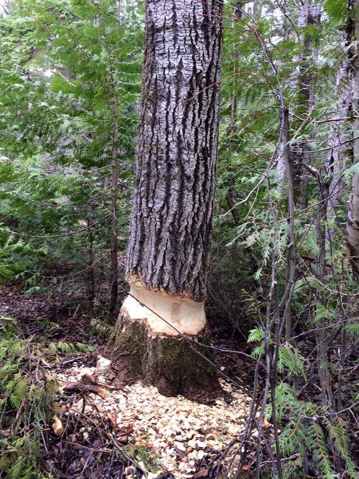 MikeAnd99664200's tweet photo. A couple of years ago I volunteered on a Moosewatch Expedition on Isle Royale, a great learning experience and a wonderful group I was with!! #isleroyale #moosewatch #lakesuperior #michigan https://t.co/JgJ4Sg5ESz