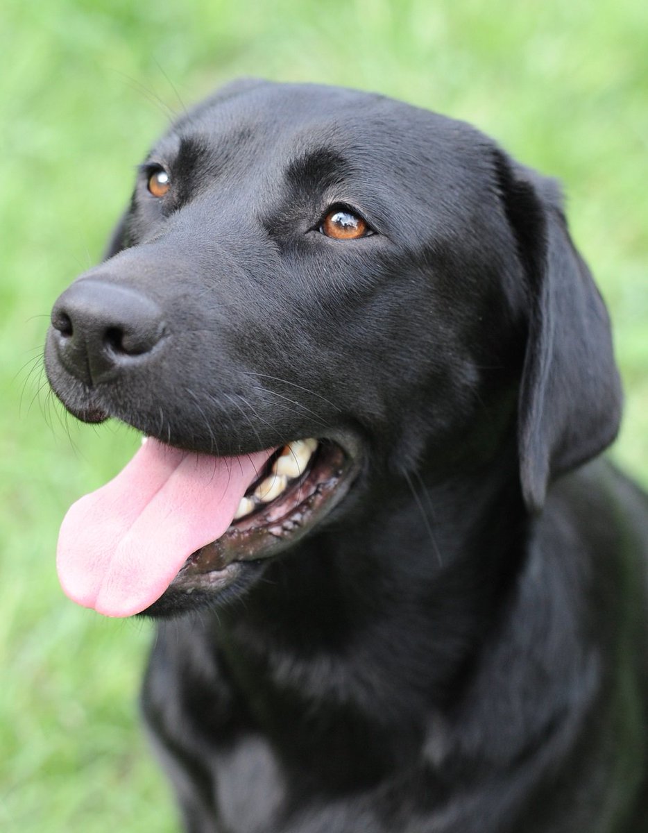 警視庁広報課 警視庁警察犬 クラウン号 オス 6歳 ジャーマンシェパード 埼玉県ふじみ野市生まれの負けず嫌いな性格で ビーフ缶が大好き 同じ訓練所の先輩 イルミナ号と仲良しなんです 足跡の臭いを追いかけることが得意 じっとしていることが苦手 警視庁広報課 警視庁警察犬 クラウン号 オス 6歳 ジャーマンシェパード 埼玉県ふじみ野市生まれの負けず嫌いな性格で ビーフ缶が大好き 同じ訓練所の先輩 イルミナ号と仲良しなんです 足跡の臭いを追いかけることが得意 じっとしていることが苦手