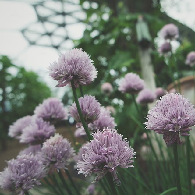 Day 5

A visit to the #edenproject today. Mind blowing enough without the enthusiasm of a child’s eyes.  #exploremore #rewildyourlife #myanotherescape #thewildnesstonic #asecondofwhimsey #themagicinnature #storiesoftheeveryday #slowandsimpledays #edenpho… bit.ly/2wQIwwM