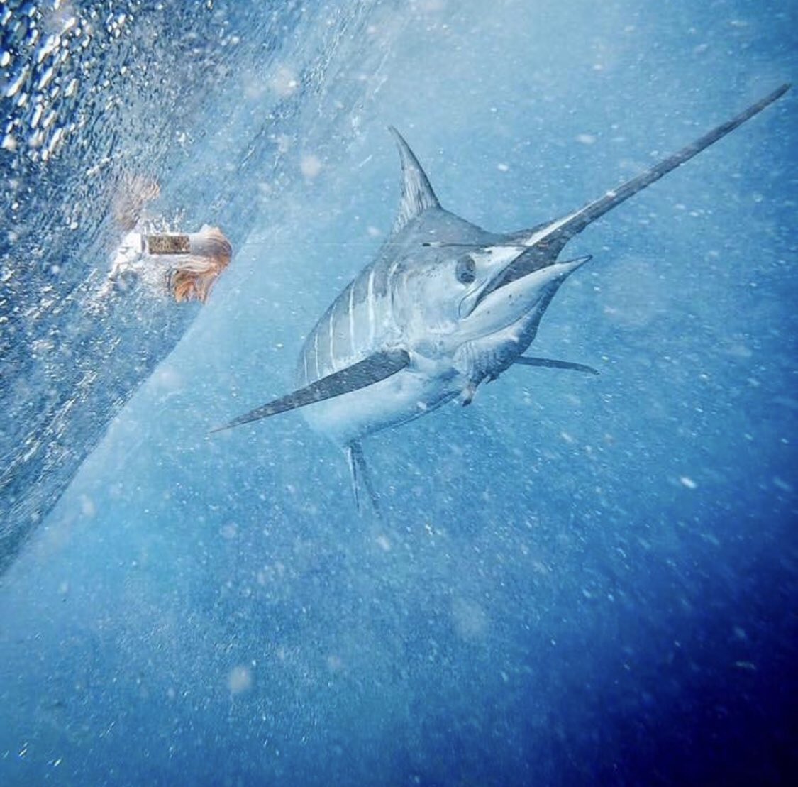 A BLUE’s eye view 👀 ISLANDER’s blue marlin #release- 1 of the 36 from Day 2! #repost 📷:<a href="/BonzeLures/">Bonze Lures</a>