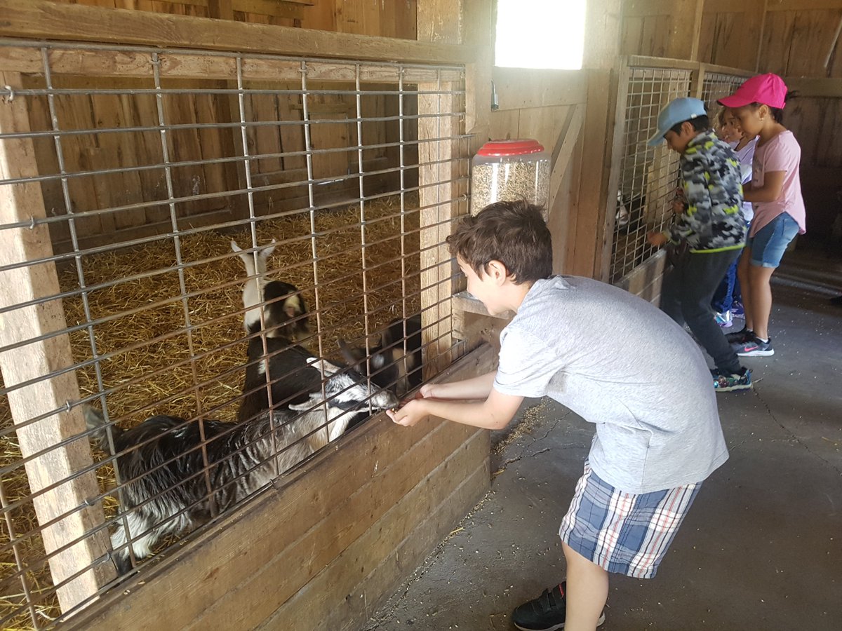 We had a blast at Springridge farm today! Our grade 1 students learned about bees, planted seeds, fed some animals.... and went on a tractor ride! What a day.