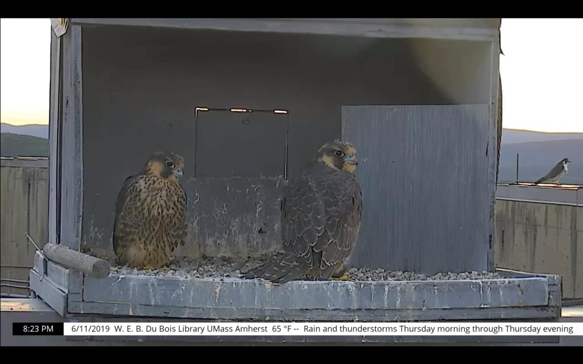 DuBoisFalcons's tweet photo. 06/11 8:23PM The sun is setting in the sky, our little falcons say "goodnight" #DuBoisFalcons #GoodnightFalcons https://t.co/XFBnib7gbK