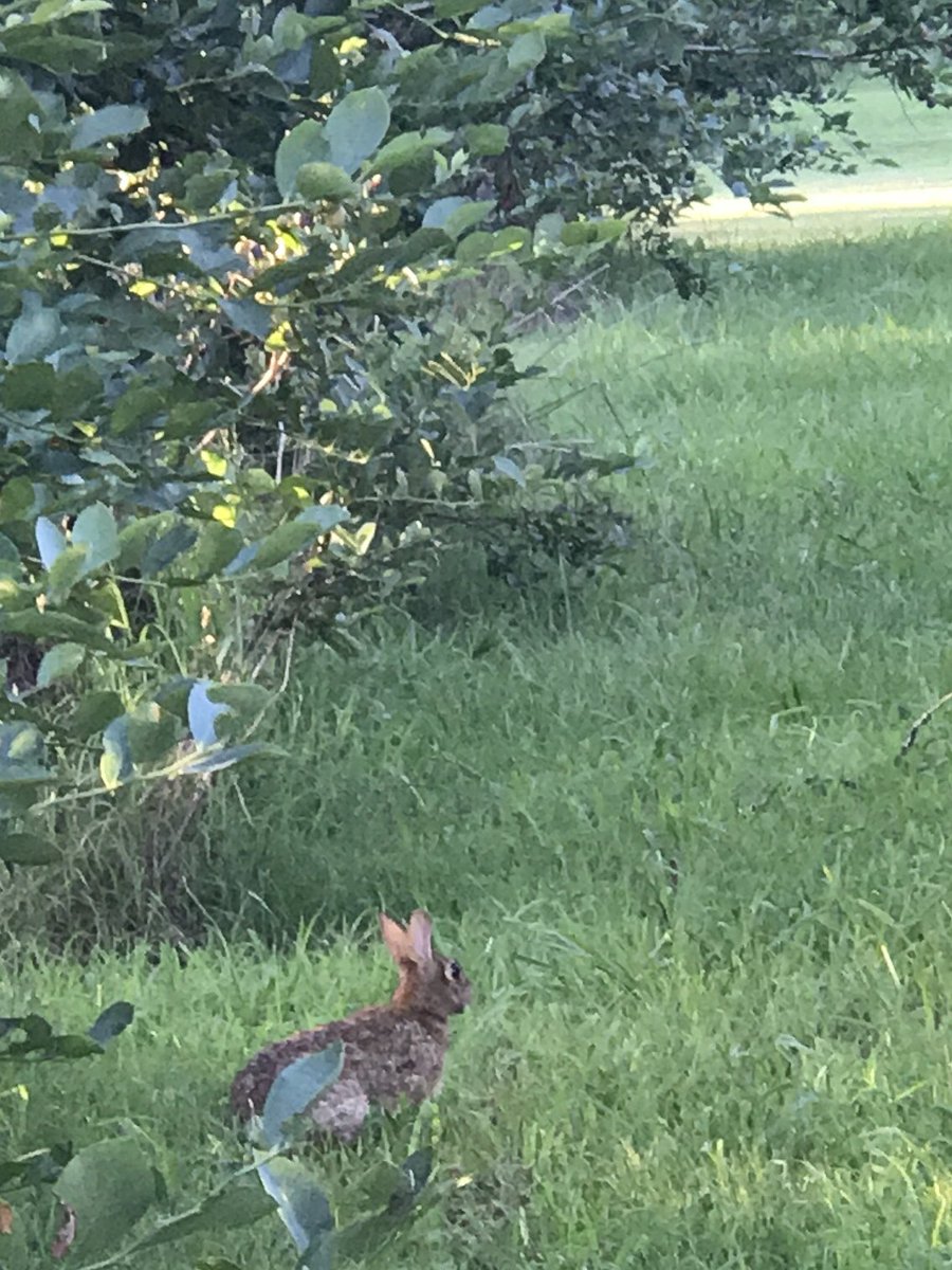 nesbitberry's tweet photo. We will open for an early berries pick this Thursday. Gates open at 6 am and close at 10. Field closes at noon. #seeyouatthefarm https://t.co/8Lby2lt1hj