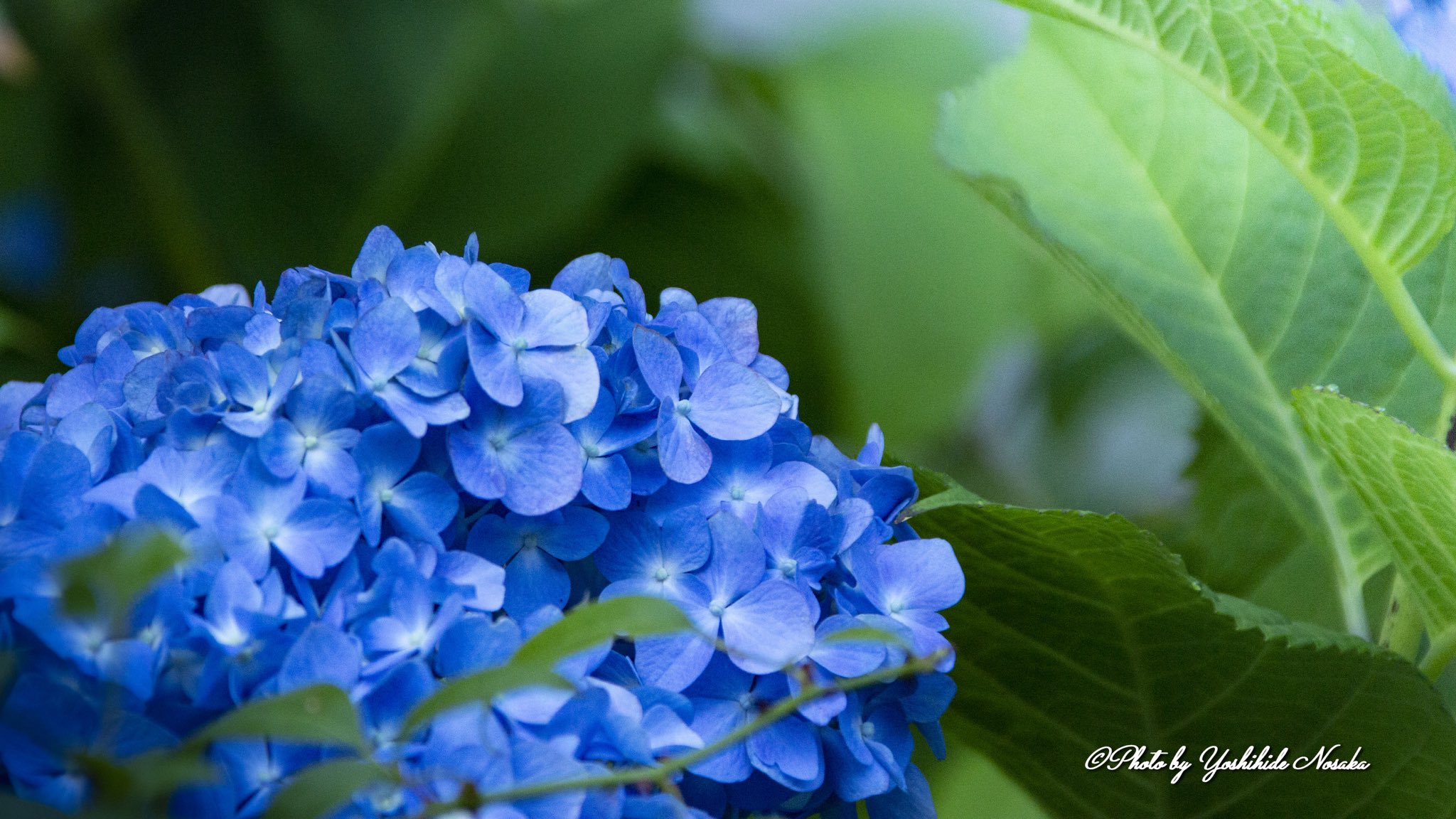 酸性土 Twitter Search Twitter