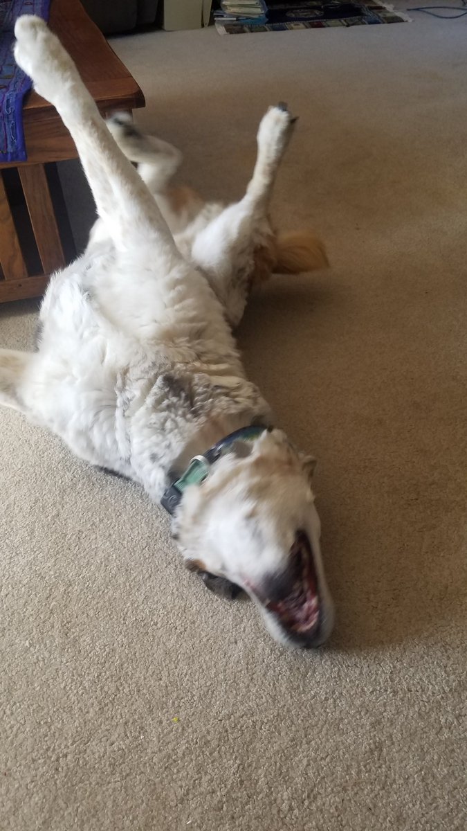 OldHandsome's tweet photo. The duality of doge. https://t.co/cTPAp7ecgu