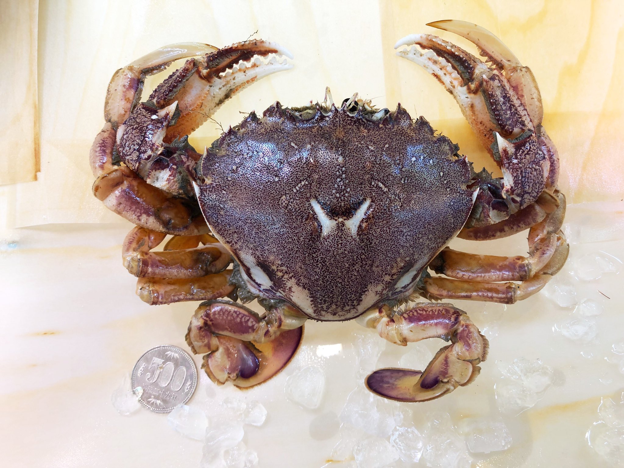 小樽 南樽 阿蘇鮮魚店 ヘラガニとワタリガニが同時に入荷しました どちらもパスタや味噌汁に最高ですよ ヘラガニは大きめのサイズで3匹500円 ワタリガニは1匹500円です この機会に是非 小樽 南樽市場 阿蘇鮮魚店 ヘラガニ ヒラツメガニ
