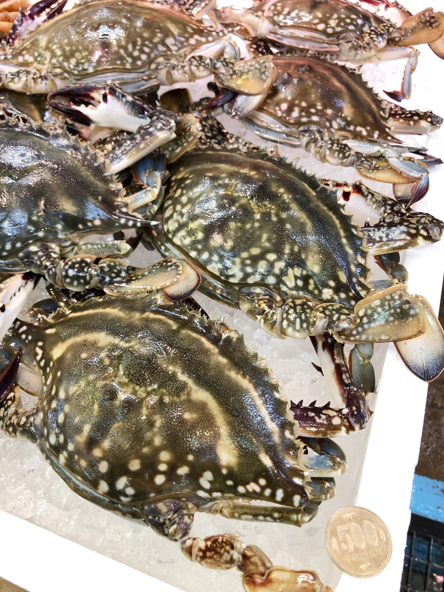 小樽 南樽 阿蘇鮮魚店 ヘラガニとワタリガニが同時に入荷しました どちらもパスタや味噌汁に最高ですよ ヘラガニは大きめのサイズで3匹500円 ワタリガニは1匹500円です この機会に是非 小樽 南樽市場 阿蘇鮮魚店 ヘラガニ ヒラツメガニ
