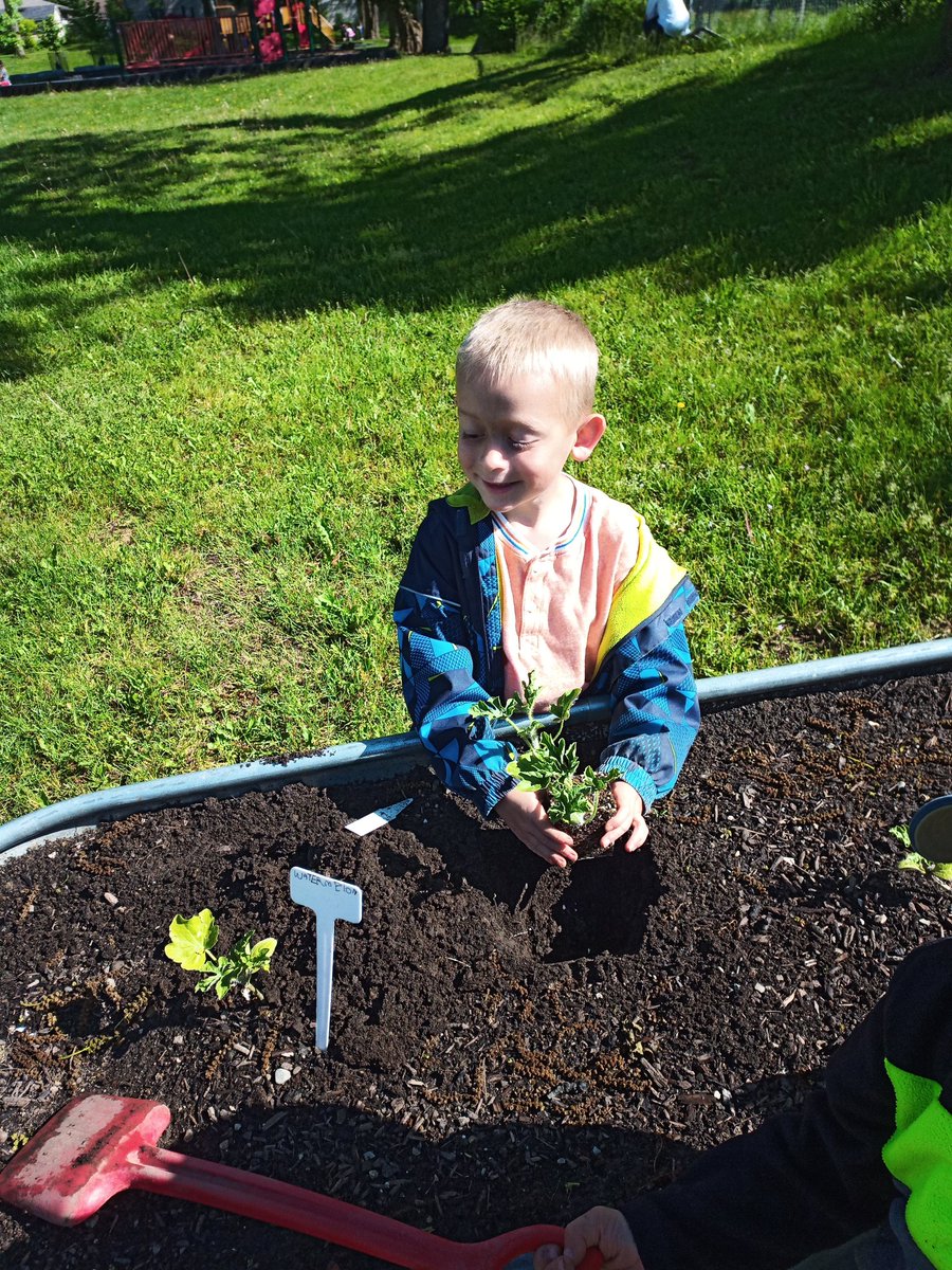 jennifer_mesar's tweet photo. We planted our tomatoes and one more watermelon today! @NewDundeePublic #ecokids #SchoolGarden https://t.co/fWmwwoqgyB