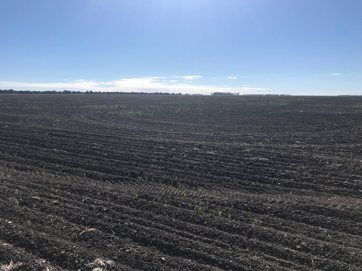 Despite a few showers across the Western Downs the past few weeks, still a very long way to go unfortunately for many. Fingers crossed 🤞🏼 rain this weekend. #getoutstakes #isthisthelastroll #wheat19