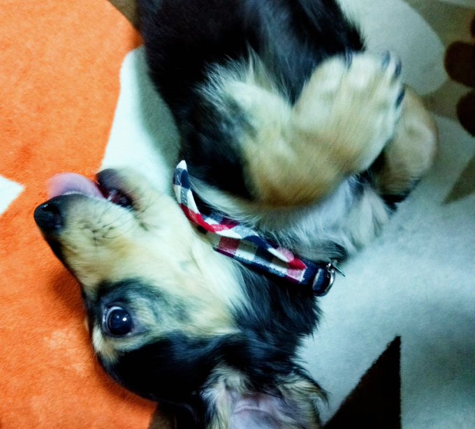 ぴぎゃあぁぁ実家のイッヌ可愛い〜〜 