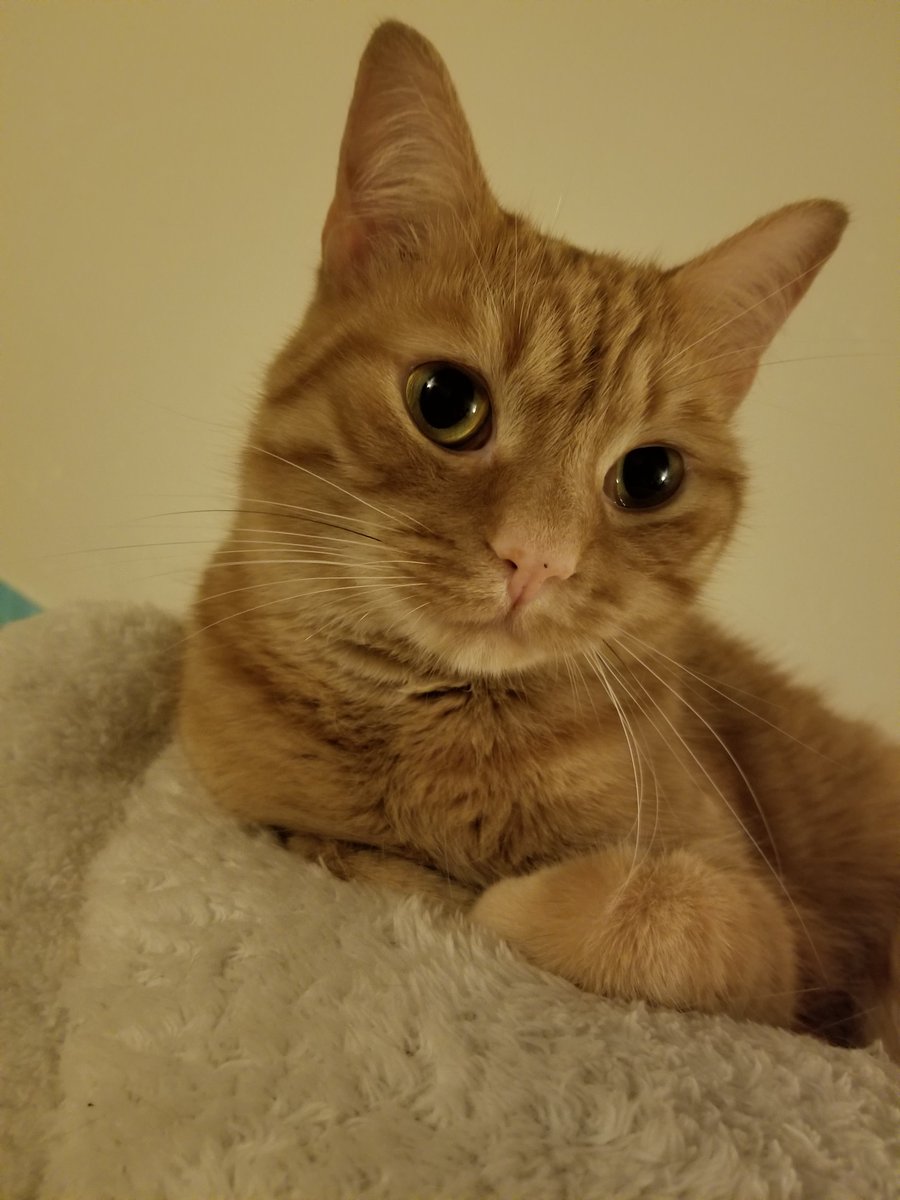 QDerkan's tweet photo. The ever elusive actual good photo
#cat https://t.co/jj2sRNkq0C