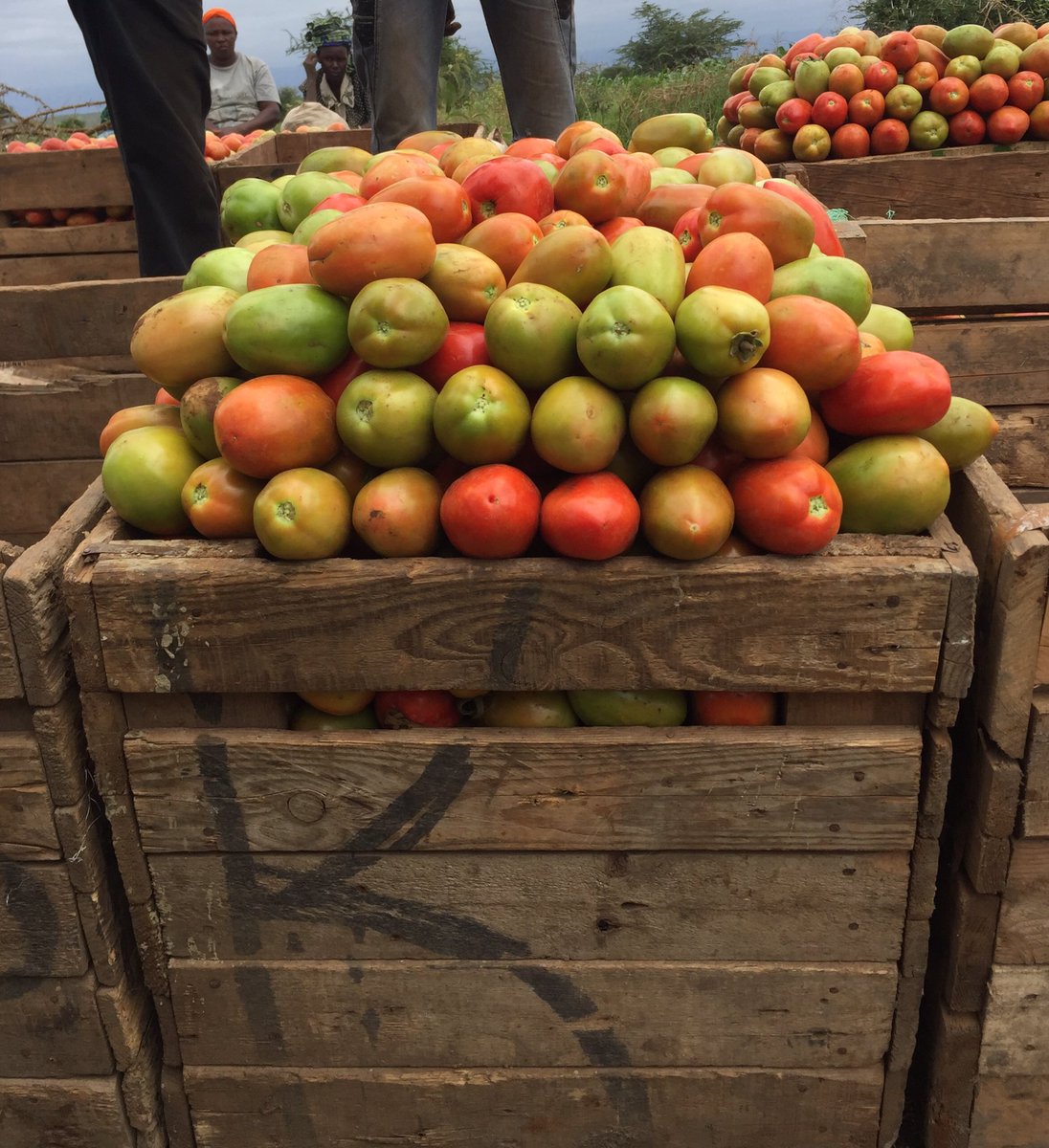 amin_maslah's tweet photo. This is one of the challenges we face that there is no standardized box for selling tomatoes,the buyer’s control the prices using their own boxes.
“Mr President please try to come up with a standardized way of selling farmers’ produce.@StateHouseKenya
@CS_Kiunjuri https://t.co/N2XFeoQAP1
