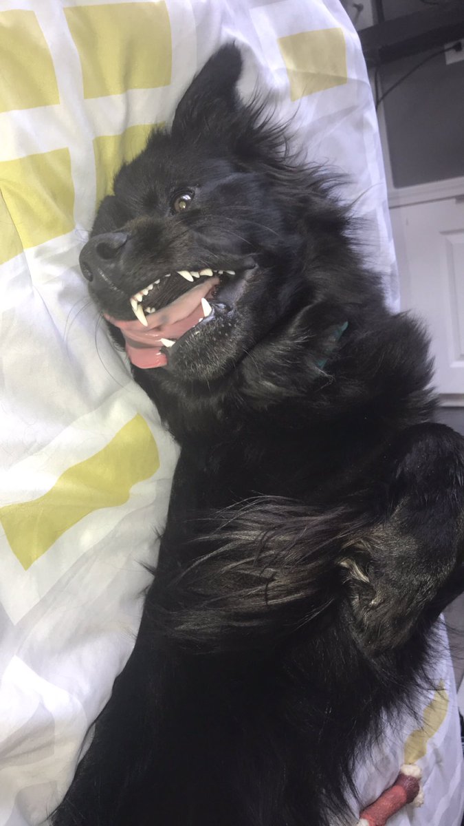 Ashley_cgrant's tweet photo. Miss my sweet boy so much :( https://t.co/JmeBAdJz0D