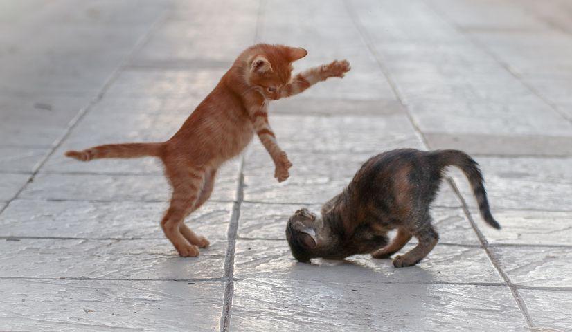 GatewayConSTL (@gatewayconstl) on Twitter photo Need to write an authentic fight scene? Learn how with David Lucas; Writer, Yodan 4th degree black belt, and President of the St. Louis Writers Guild. 2- hour MASTER CLASS this Fri. June 14th. Go to buff.ly/2WCFY4Q #writing #writingtips #writerLift <a href="/stltoday/">St. Louis Post-Dispatch</a> <a href="/FOCUSstl/">FOCUS St. Louis</a> Need to write an authentic fight scene? Learn how with David Lucas; Writer, Yodan 4th degree black belt, and President of the St. Louis Writers Guild. 2- hour MASTER CLASS this Fri. June 14th. Go to buff.ly/2WCFY4Q #writing #writingtips #writerLift <a href="/stltoday/">St. Louis Post-Dispatch</a> <a href="/FOCUSstl/">FOCUS St. Louis</a>