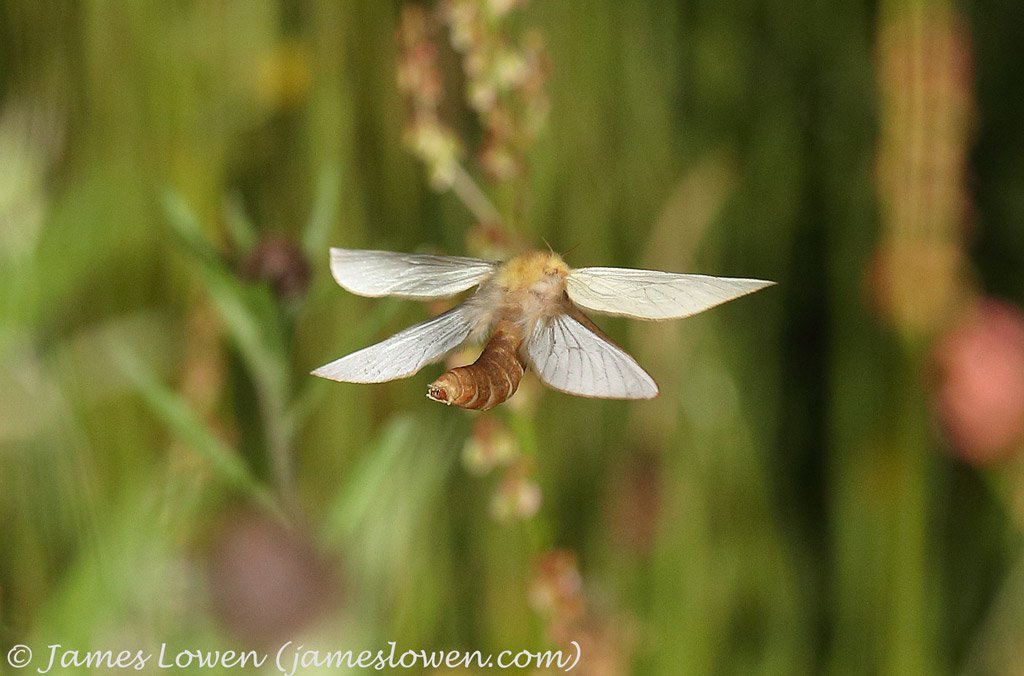 JLowenWildlife's tweet photo. New blog: Ghosts on the Green. The magical experience of watching phantoms, in moth form, display to attract females. https://t.co/JK0J20ce3I  #GhostMoth #MothsMatter #MyMothYear Big thanks to @sharpebirder https://t.co/H6ihmv1tgZ