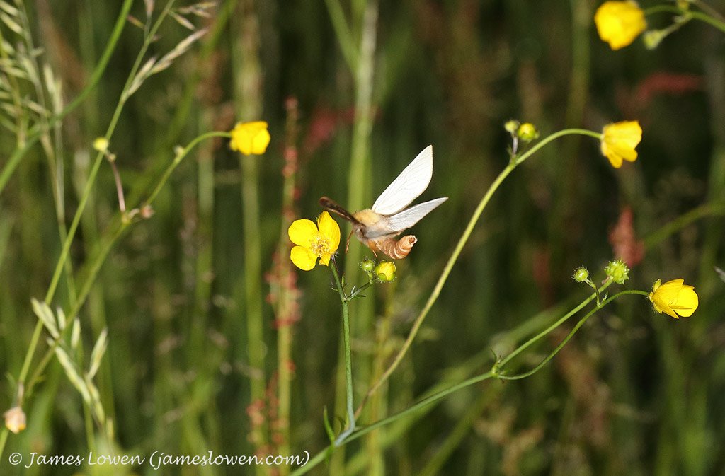 JLowenWildlife's tweet photo. New blog: Ghosts on the Green. The magical experience of watching phantoms, in moth form, display to attract females. https://t.co/JK0J20ce3I  #GhostMoth #MothsMatter #MyMothYear Big thanks to @sharpebirder https://t.co/H6ihmv1tgZ