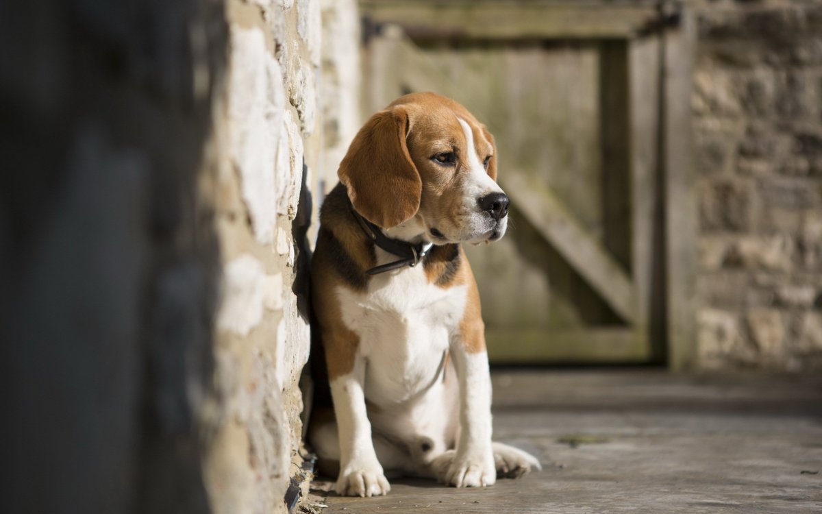 pets24x7's tweet photo. #CUTEBEAGLES❤️ https://t.co/e0dtnbv0V1