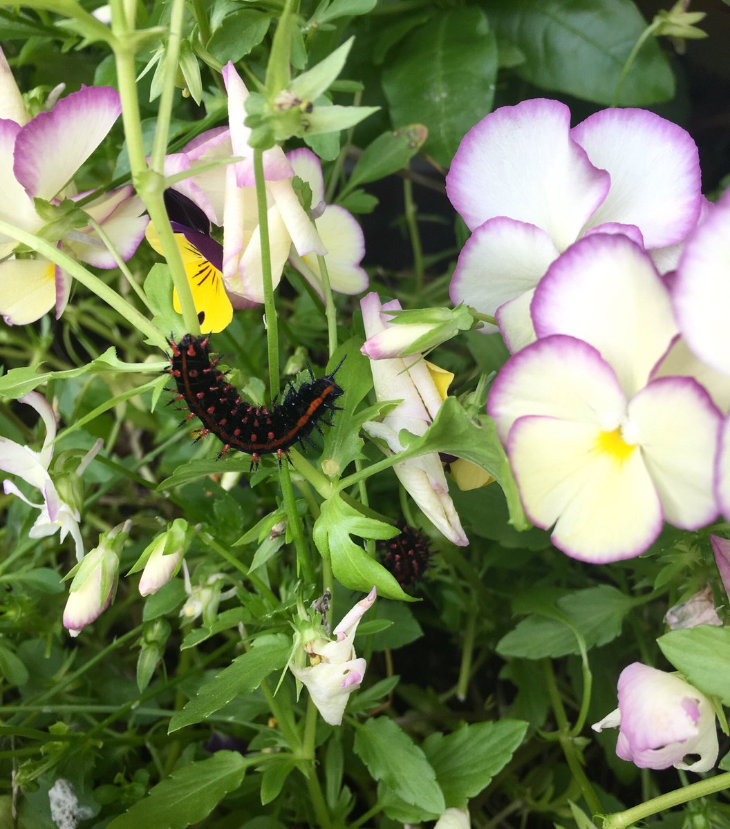 花がら摘みをしていたら、ややこしいところに大きな毛虫が3匹も。色々な虫に目ざとく敏感なのは(怖くはない)母親譲り。お箸でつまんで、となりの木にポイッ( ͡° ͜ʖ ͡°)╭☞