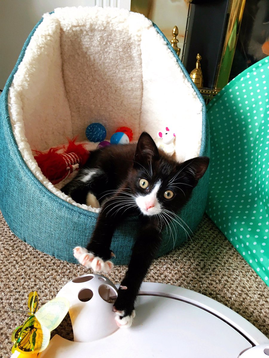 Woof .. Bluebell says ... Meow...Another exciting day. Playing with my toys and friends. Where’s Bede? 🐾 #kittensoftwitter  #kittens #bordercolliesoftwitter #cutekittens #blackandwhitecatsoftwitter #cat #catsplaying #kittenplay